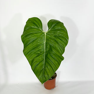 Philodendron 'Dean McDowell' x tripartitum (Non-TC) [#1542]