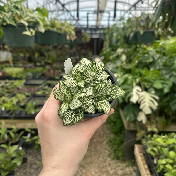 Fittonia albivenis verschaffeltii 'White Tiger' – Steve's Leaves