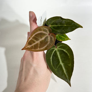 Anthurium 'Contessa' x self - Seedling [#1978]