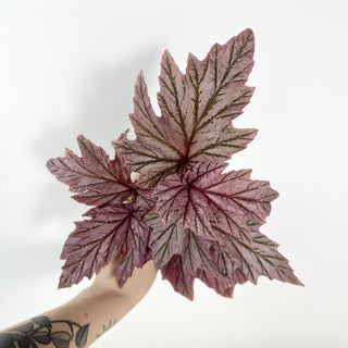 Begonia 'Lamoon' [#2131]