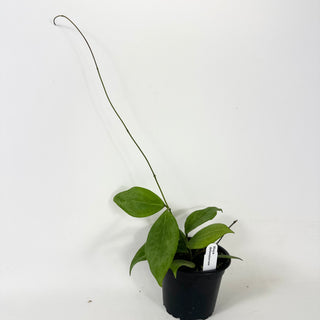 Hoya deleoniorum