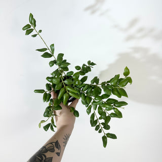 Hoya aeschynanthoides [#2260]