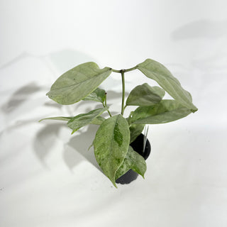 Hoya coriacea (silver) [#1913]
