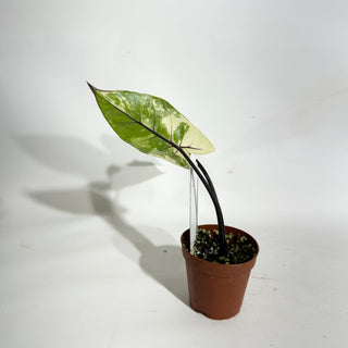 Alocasia plumbae variegata (Black Stem) [#1941]