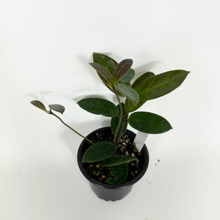 Hoya vangviengiensis [#2193]