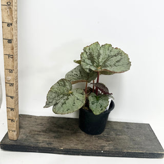 Begonia 'Steve's Leaves Saxon's Dream' [#1927]