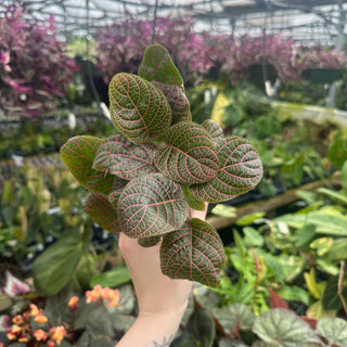 Fittonia albivenis 'Pink'