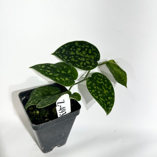 Z-4935 - Scindapsus pictus "Green Form" (Hassk)