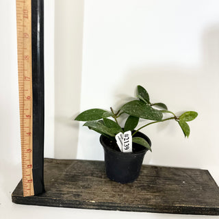 Hoya rundumensis (splash) [#2139]