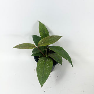 Hoya sp. Aceh Shogun [#2457]
