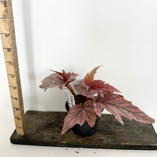 Begonia 'Lamoon' [#2313]