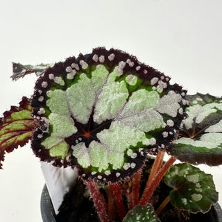 Begonia 'Dolce Vita' [#1911]