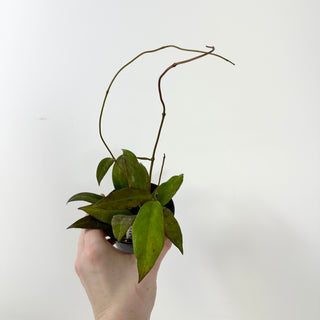 Hoya fauziana ssp. fauziana [#1649]