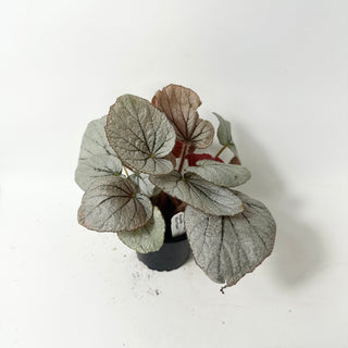 Begonia 'Rice Paper' [#2013]