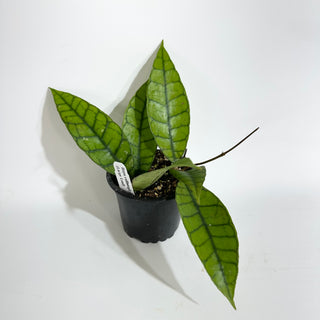 Hoya callistophylla (Long Leaf)