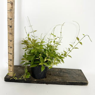 Hoya microdwarf (NS 12-323) [#2281]