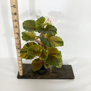 Begonia cucullata (variegated) [#1472]