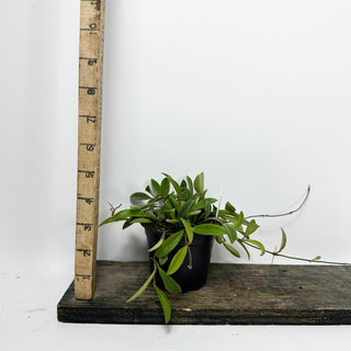 Hoya parviflora [#2334]