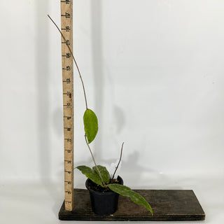 Z-4615 - Hoya finlaysonii ‘Trang’
