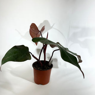 Philodendron 'Dark Lord' (Non-TC) [#1844]