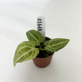 Anthurium 'Arnold Schwarzenegger' x self - Seedling [#1648]