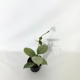 Hoya coriacae (silver) [#1662]