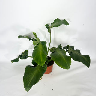 Philodendron rugosum (Aberrant Form) [#1629]