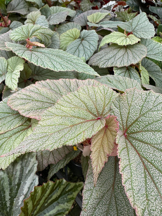 Begonia 'Sinbad'