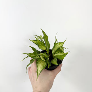 Hoya polyneura (inner variegated) [#2384]