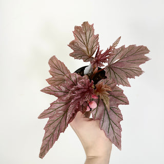 Begonia 'Lamoon' [#2313]