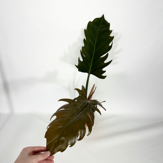 Philodendron 'Pluto' (Non-TC) [#1492]