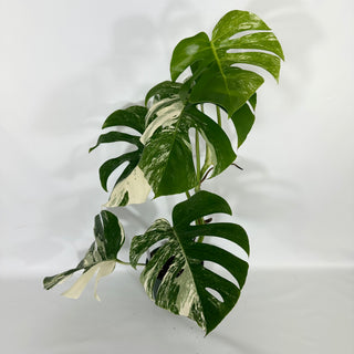Z-4693 - Monstera deliciosa var. borsigiana albo-variegata