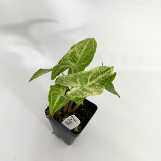 Z-4586 - Syngonium podophyllum 'Batik' variegata