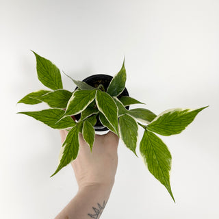 Hoya polyneura (outer variegated) [#1777]