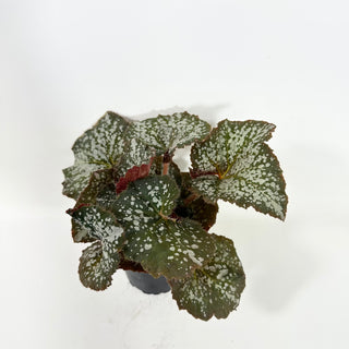 Begonia 'Island Magic' [#2102]