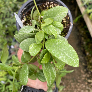 Hoya sp. ETS 10