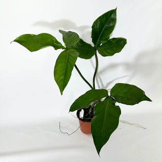 Philodendron barrosoanum (Non-TC) [#1374]