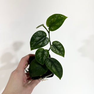 Z-4874 - Scindapsus pictus 'Black Mamba'