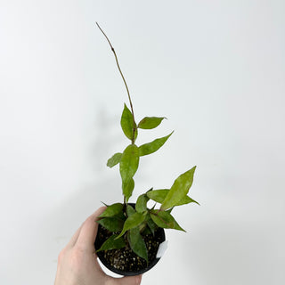 Hoya pusilla Malaysia [#2337]