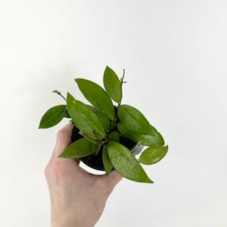 Hoya nabawanensis [#1812]