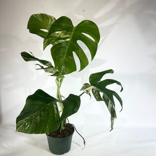 Monstera deliciosa var. borsigiana albo-variegata [#1802]