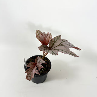 Begonia 'Lamoon' [#1815]