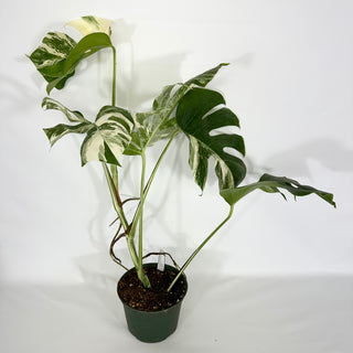 Monstera deliciosa var. borsigiana albo-variegata [#1534]