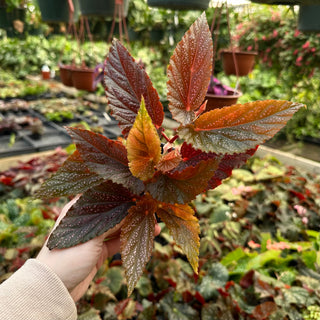 Begonia 'Benigo'