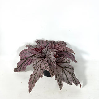 Begonia 'Lamoon' [#2174]