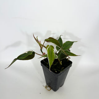 Z-4701 - Philodendron hederaceum ‘Micans Halo’