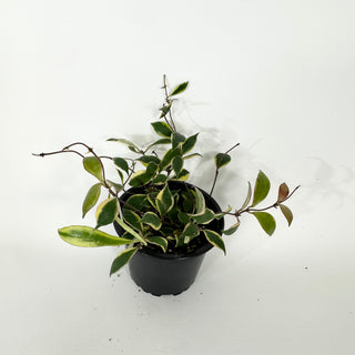 Hoya bakoensis (outer-variegated) [#2263]