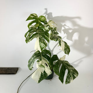 Z-5308 - Monstera deliciosa var. borsigiana albo-variegata