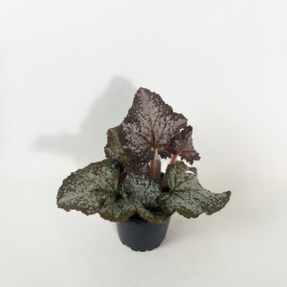 Begonia 'Island Magic' [#2126]