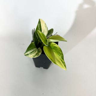 Z-5123 - Scindapsus pictus 'Rubicon'